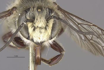 Media type: image;   Entomology 553 Aspect: head frontal view